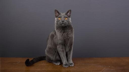 Chartreux 2024 cat facts